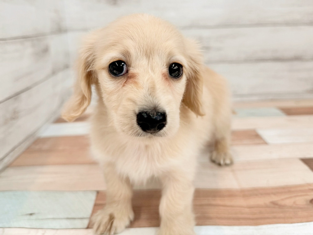 新潟県のミニチュアダックスフンド(ロング) (竹内ペット 新津本店/2026年2月1日生まれ/女の子/イエロー)の子犬の1枚目の画像