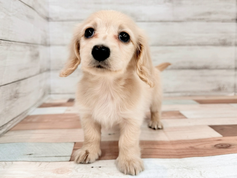 新潟県のミニチュアダックスフンド(ロング) (竹内ペット 新津本店/2026年2月1日生まれ/女の子/イエロー)の子犬の2枚目の画像