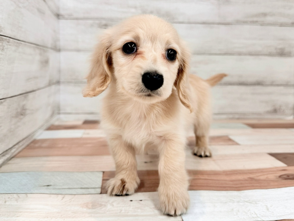 新潟県のミニチュアダックスフンド(ロング) (竹内ペット 新津本店/2026年2月1日生まれ/女の子/イエロー)の子犬の3枚目の画像