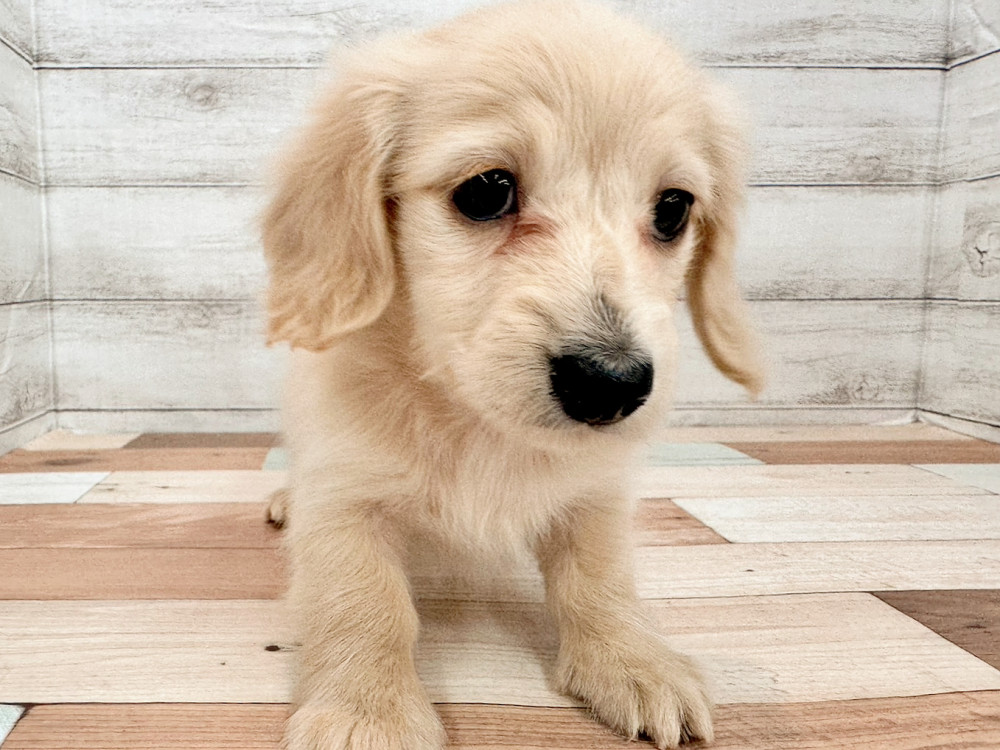 新潟県のミニチュアダックスフンド(ロング) (竹内ペット 新津本店/2026年2月1日生まれ/女の子/イエロー)の子犬の4枚目の画像