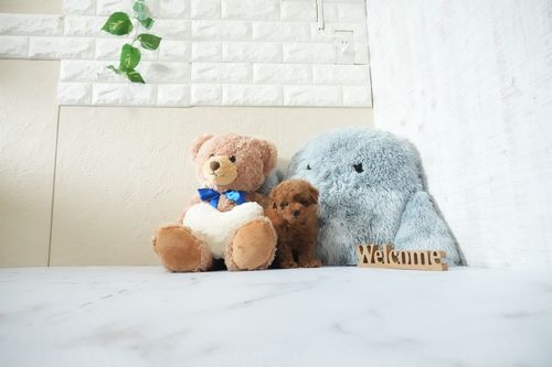 滋賀県のトイプードル(タイニー) (いっぷく湖南店/2026年4月18日生まれ/男の子/レッドフォーン)の子犬の1枚目の画像