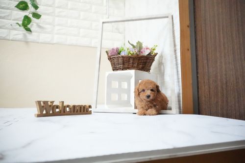 滋賀県のトイプードル(タイニー) (いっぷく湖南店/2025年10月10日生まれ/男の子/レッドフォーン)の子犬の1枚目の画像