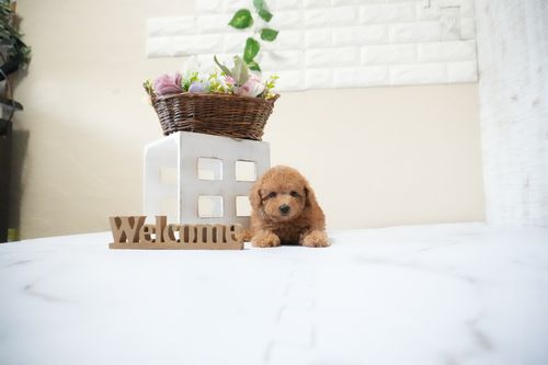 滋賀県のトイプードル(タイニー) (いっぷく湖南店/2025年10月10日生まれ/男の子/レッドフォーン)の子犬の2枚目の画像