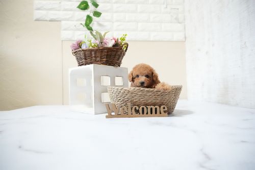 滋賀県のトイプードル(タイニー) (いっぷく湖南店/2025年10月10日生まれ/男の子/レッドフォーン)の子犬の3枚目の画像