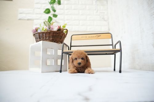 滋賀県のトイプードル(タイニー) (いっぷく湖南店/2025年10月10日生まれ/男の子/レッドフォーン)の子犬の4枚目の画像