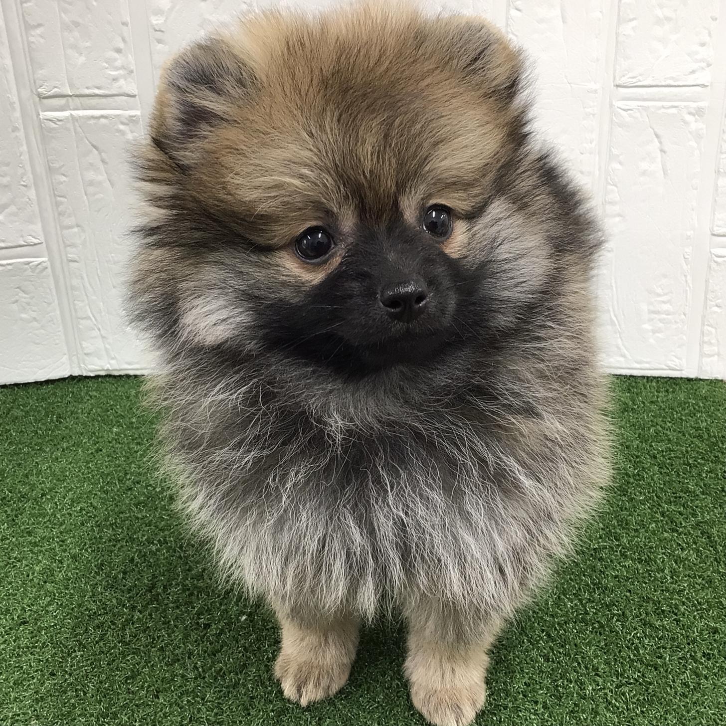 熊本県のポメラニアン (ニコペットセレクト ドッグズホーム八代店/2025年11月13日生まれ/男の子/オレンジセーブル)の子犬