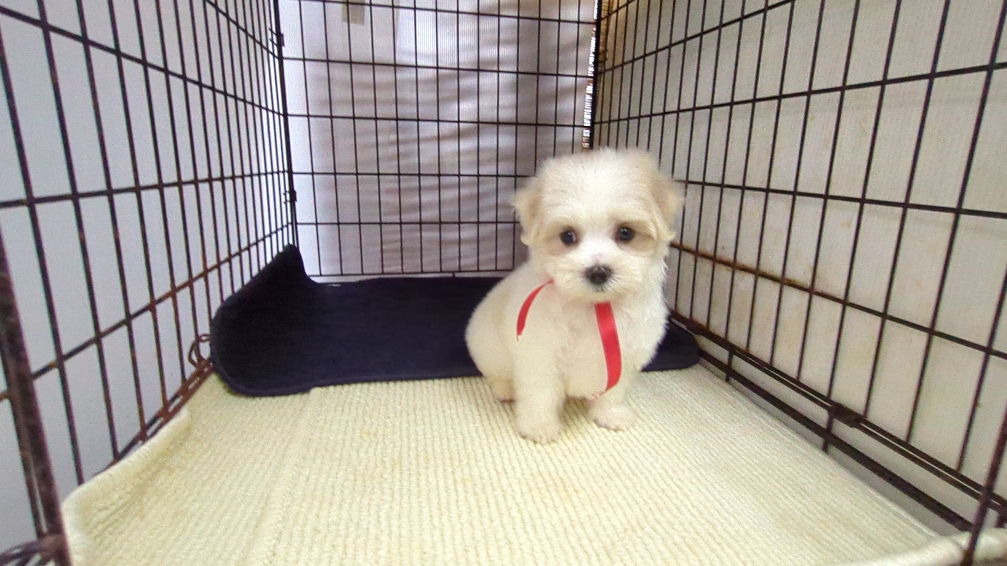 茨城県のマルチーズ (ペットショップスズキ/2026年7月24日生まれ/女の子/白)の子犬の1枚目の画像