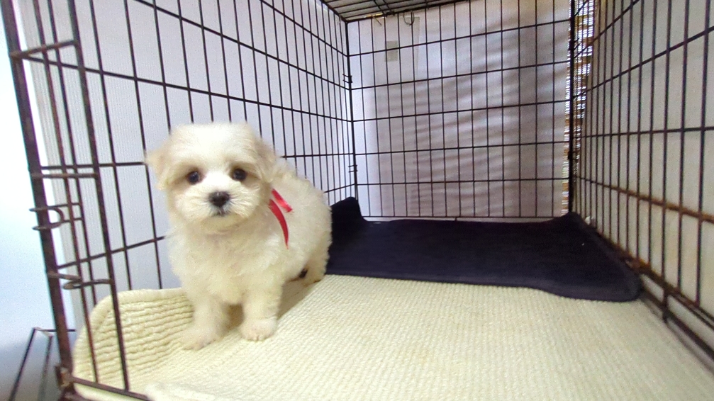 茨城県のマルチーズ (ペットショップスズキ/2026年7月24日生まれ/女の子/白)の子犬の3枚目の画像