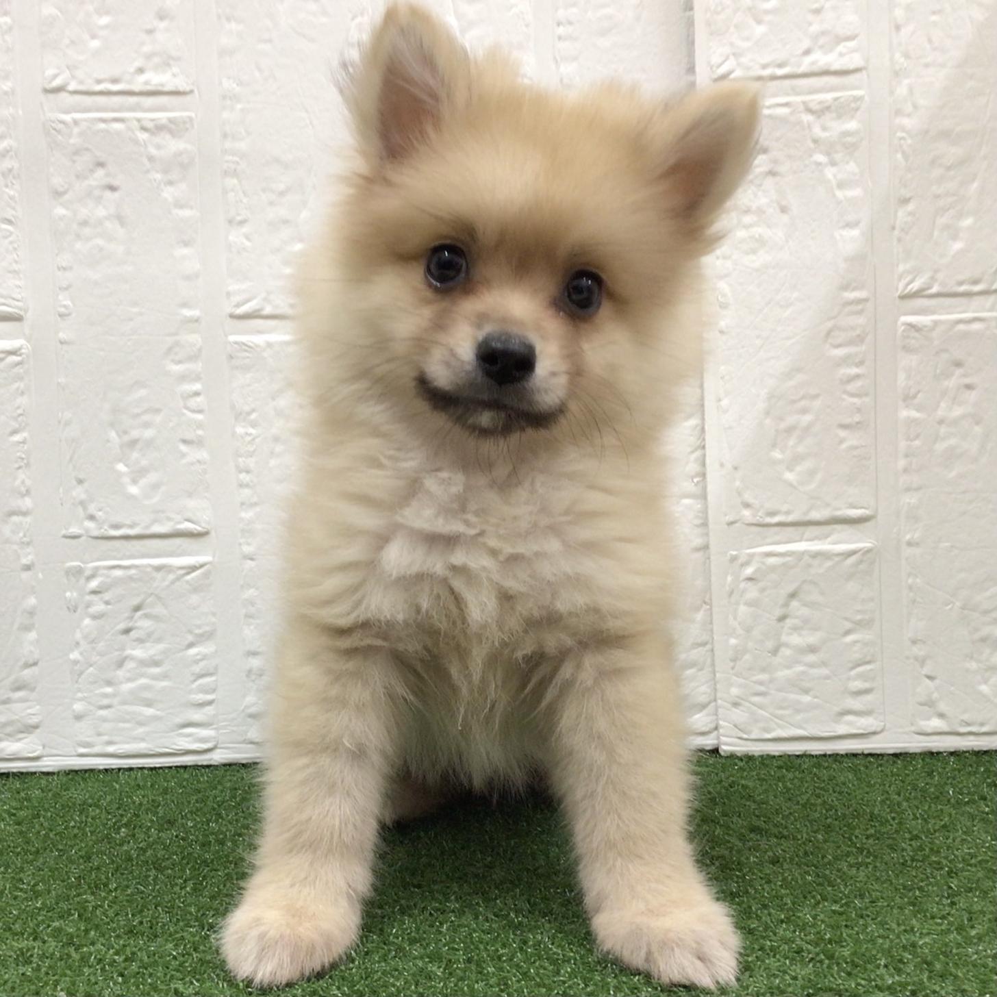 福岡県のポメラニアン (ドッグズホーム旗崎店/2025年8月27日生まれ/男の子/クリーム)の子犬