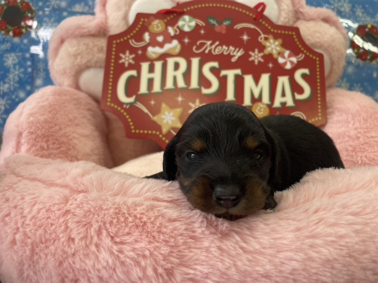 佐賀県のミニチュアダックスフンド(ロング) (スタードッグス新鳥栖店/2025年11月25日生まれ/女の子/ブラックタン)の子犬の1枚目の画像