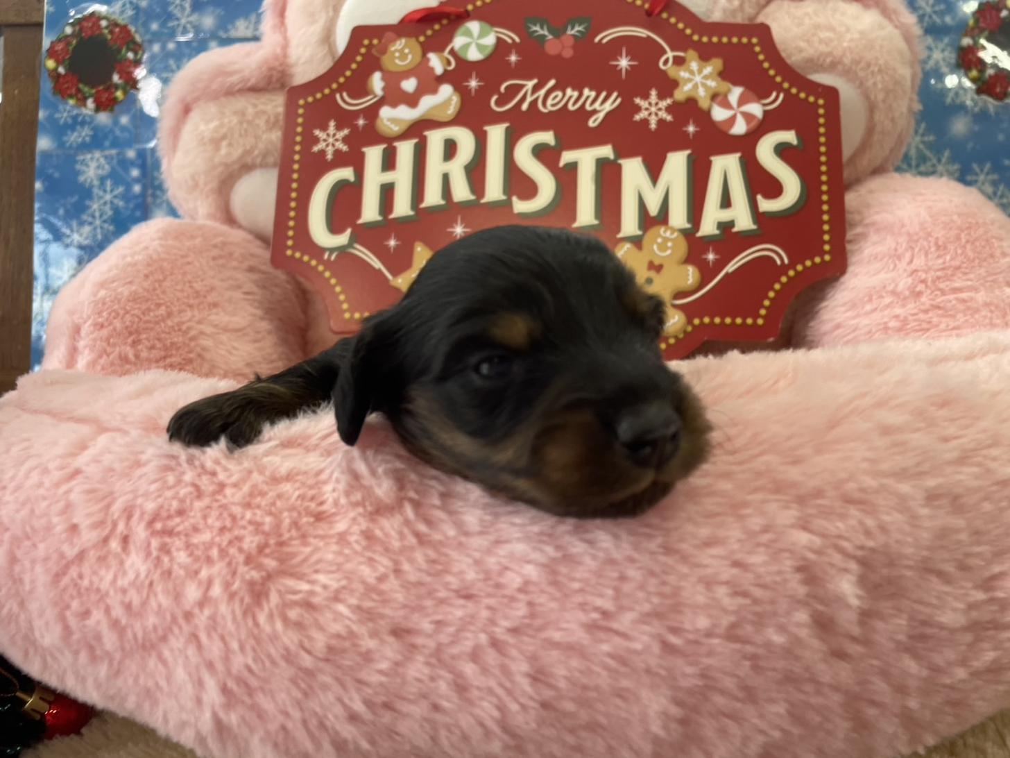 佐賀県のミニチュアダックスフンド(ロング) (スタードッグス新鳥栖店/2025年11月25日生まれ/女の子/ブラックタン)の子犬の2枚目の画像