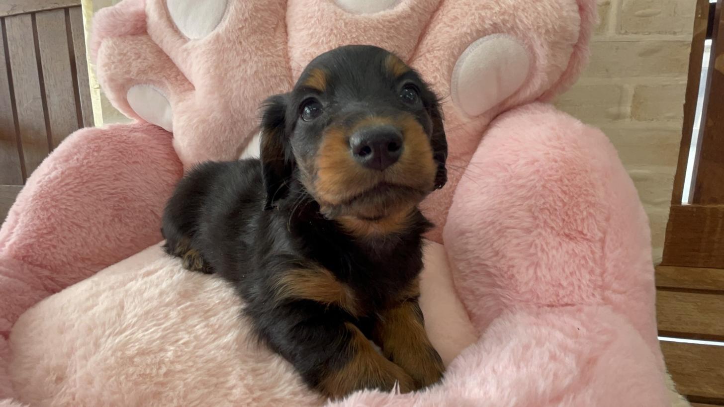 佐賀県のミニチュアダックスフンド(ロング) (スタードッグス新鳥栖店/2025年11月25日生まれ/女の子/ブラックタン)の子犬の2枚目の画像