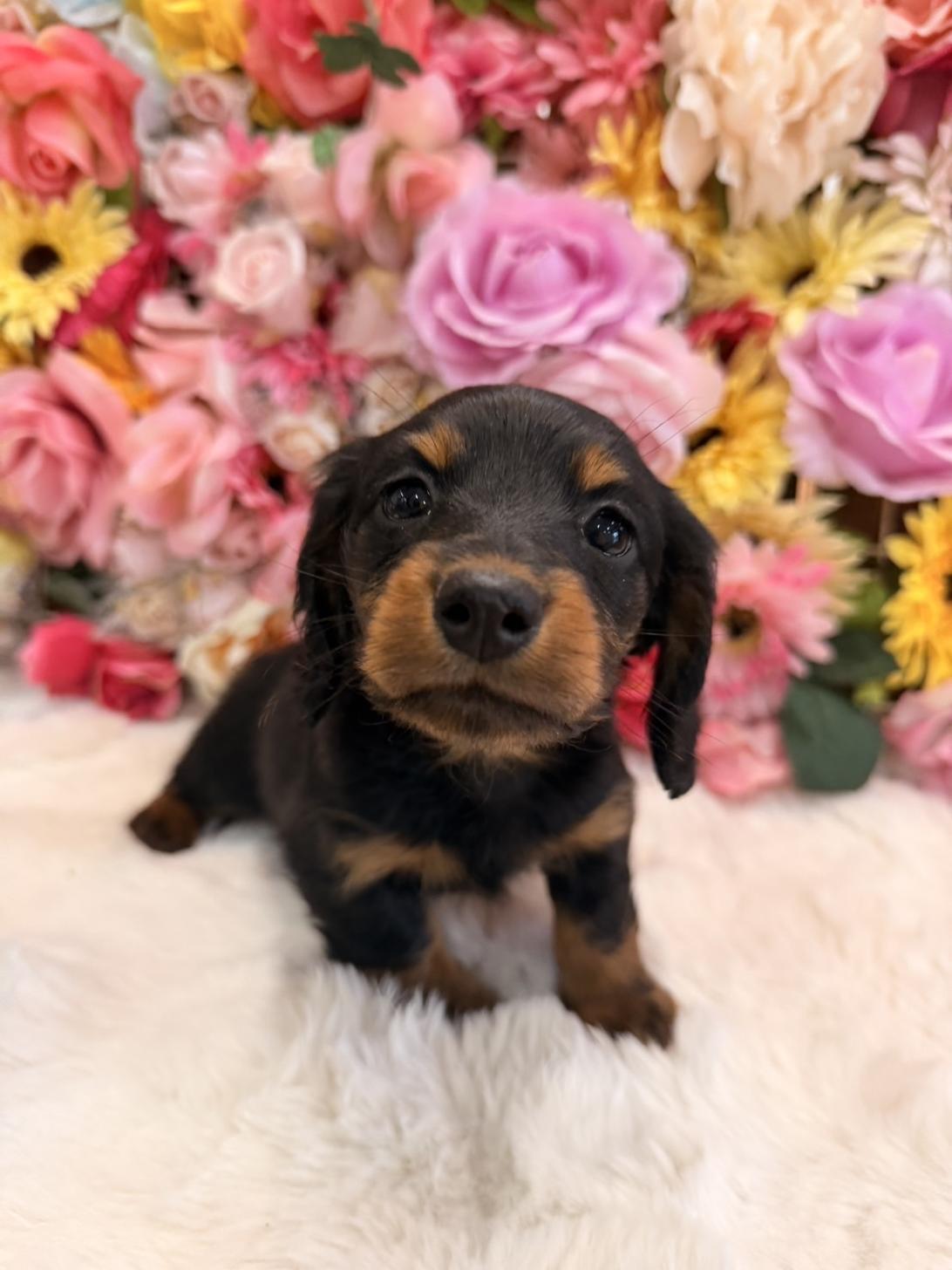 福岡県のミニチュアダックスフンド(ロング) (スタードッグス大牟田店/2025年11月25日生まれ/女の子/ブラックタン)の子犬の3枚目の画像