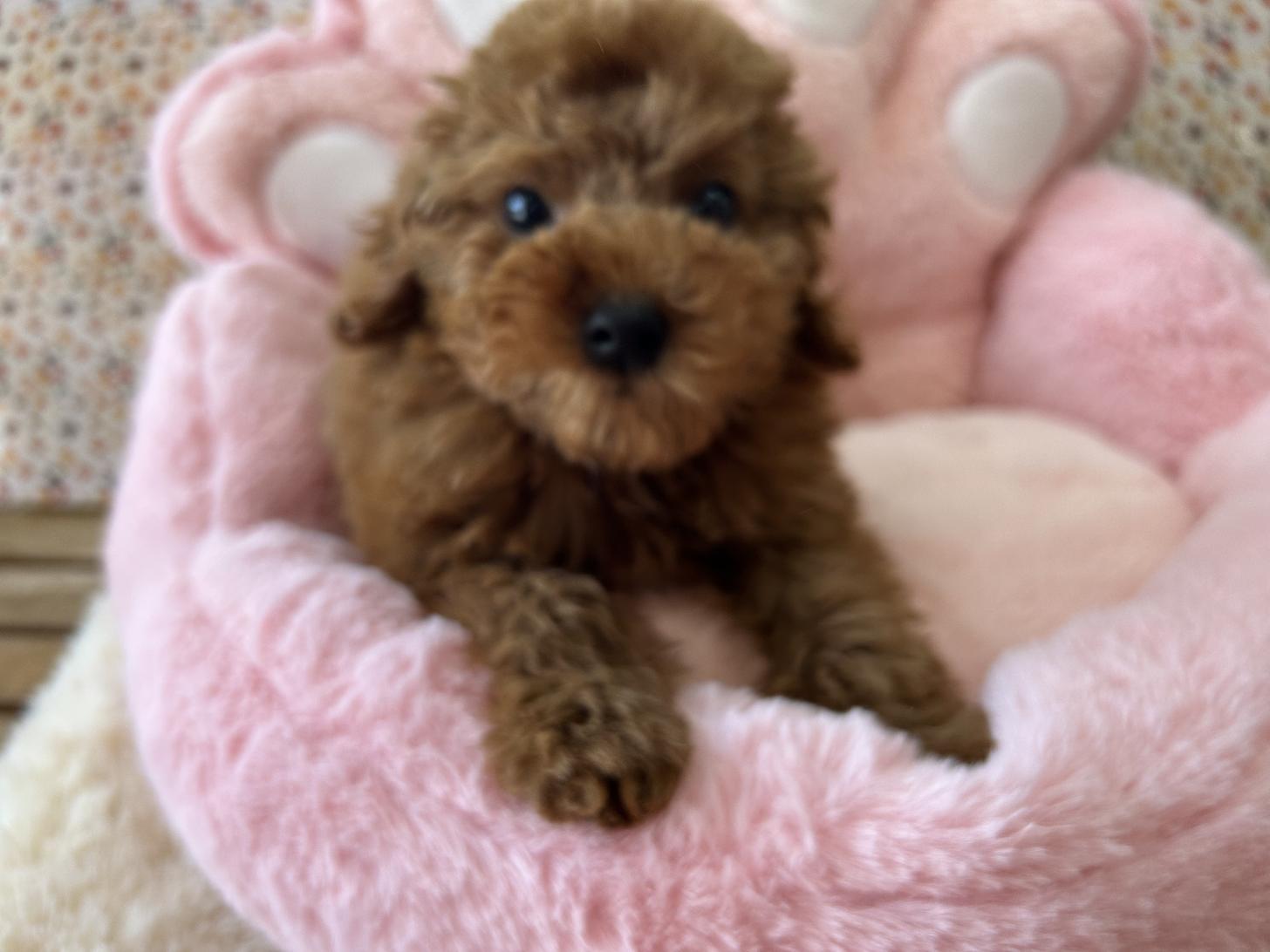 佐賀県のトイプードル(トイ) (スタードッグス新鳥栖店/2025年8月2日生まれ/男の子/レッド)の子犬