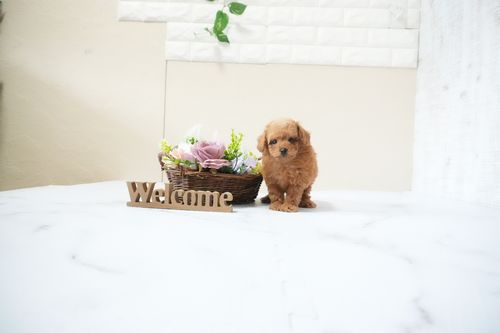 滋賀県のトイプードル(タイニー) (いっぷく湖南店/2025年11月20日生まれ/男の子/レッドフォーン)の子犬の1枚目の画像