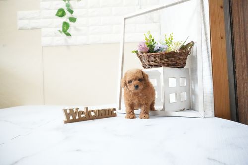 滋賀県のトイプードル(タイニー) (いっぷく湖南店/2025年11月20日生まれ/男の子/レッドフォーン)の子犬の2枚目の画像