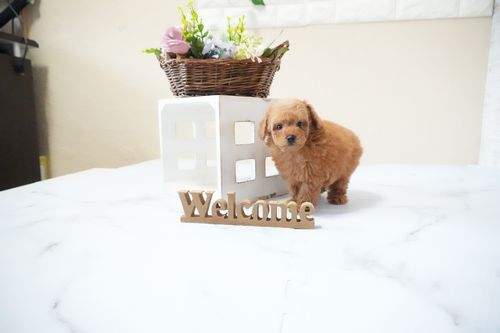 滋賀県のトイプードル(タイニー) (いっぷく湖南店/2025年11月20日生まれ/男の子/レッドフォーン)の子犬の3枚目の画像