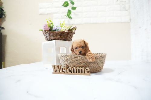 滋賀県のトイプードル(タイニー) (いっぷく湖南店/2025年11月20日生まれ/男の子/レッドフォーン)の子犬の4枚目の画像