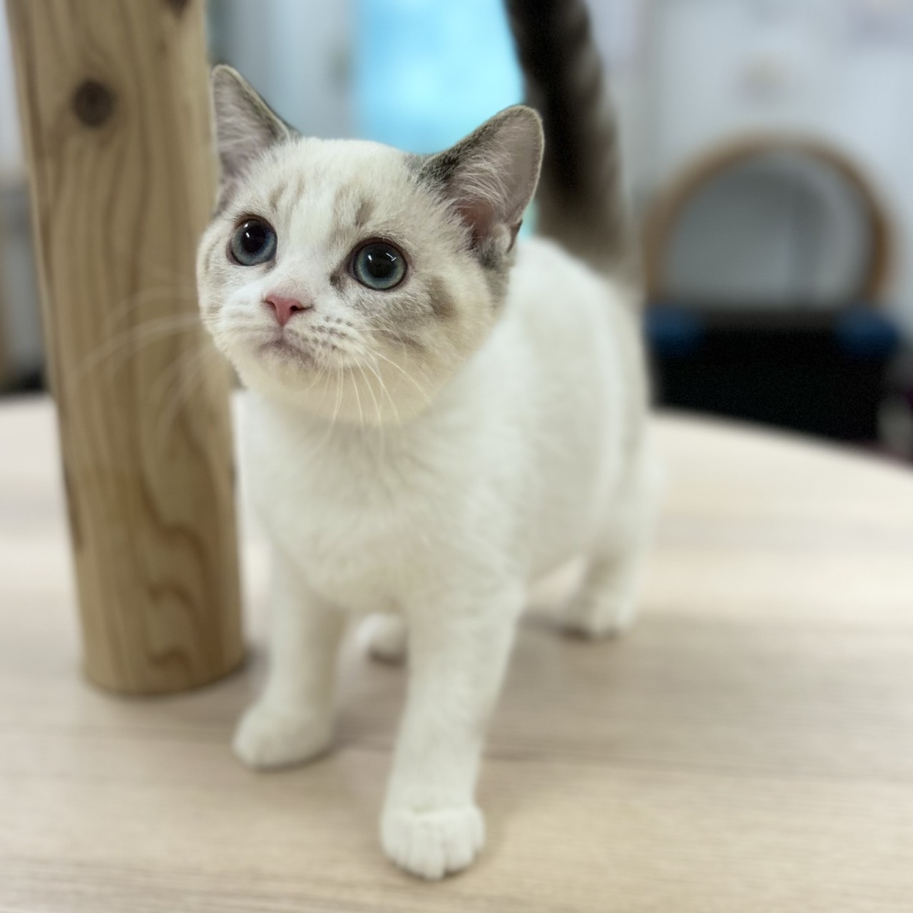 神奈川県のスコティッシュフォールド (にゃんこハウスPAW/2025年8月23日生まれ/女の子/ブルーポイント)の子猫の1枚目の画像