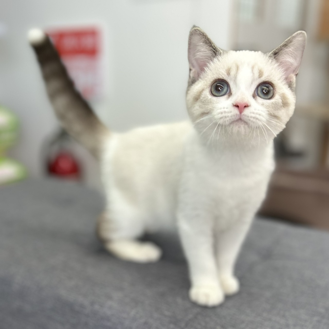 神奈川県のスコティッシュフォールド (にゃんこハウスPAW/2025年8月23日生まれ/女の子/ブルーポイント)の子猫の2枚目の画像