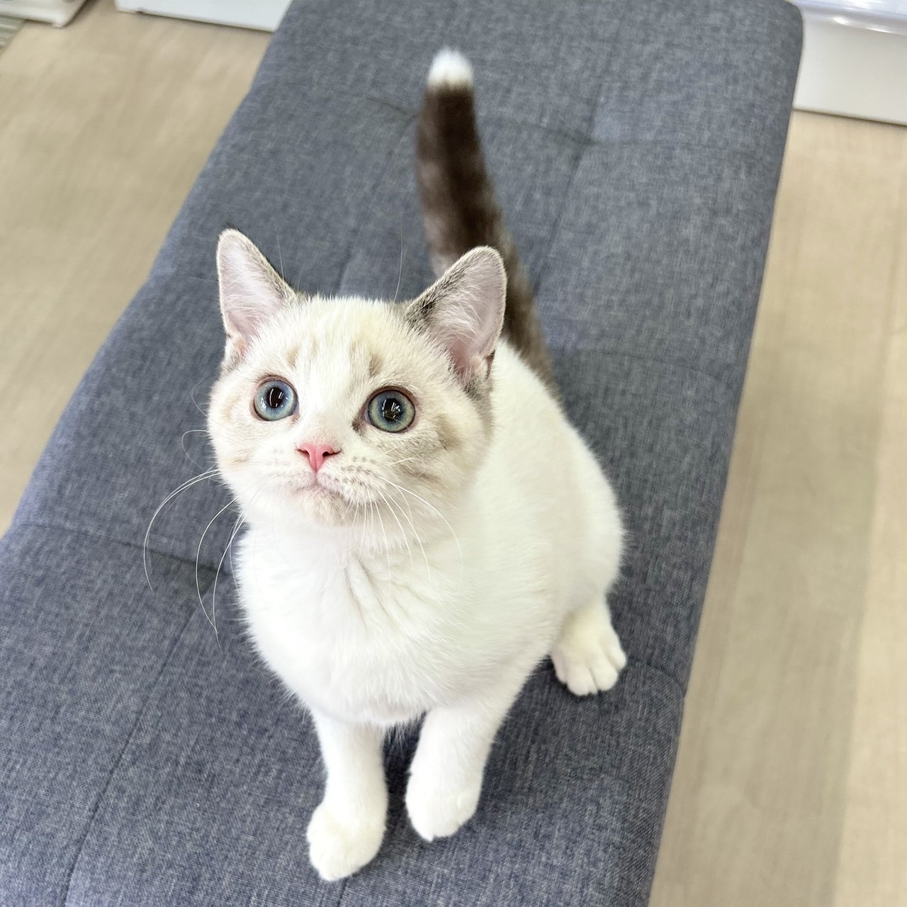 神奈川県のスコティッシュフォールド (にゃんこハウスPAW/2025年8月23日生まれ/女の子/ブルーポイント)の子猫の3枚目の画像