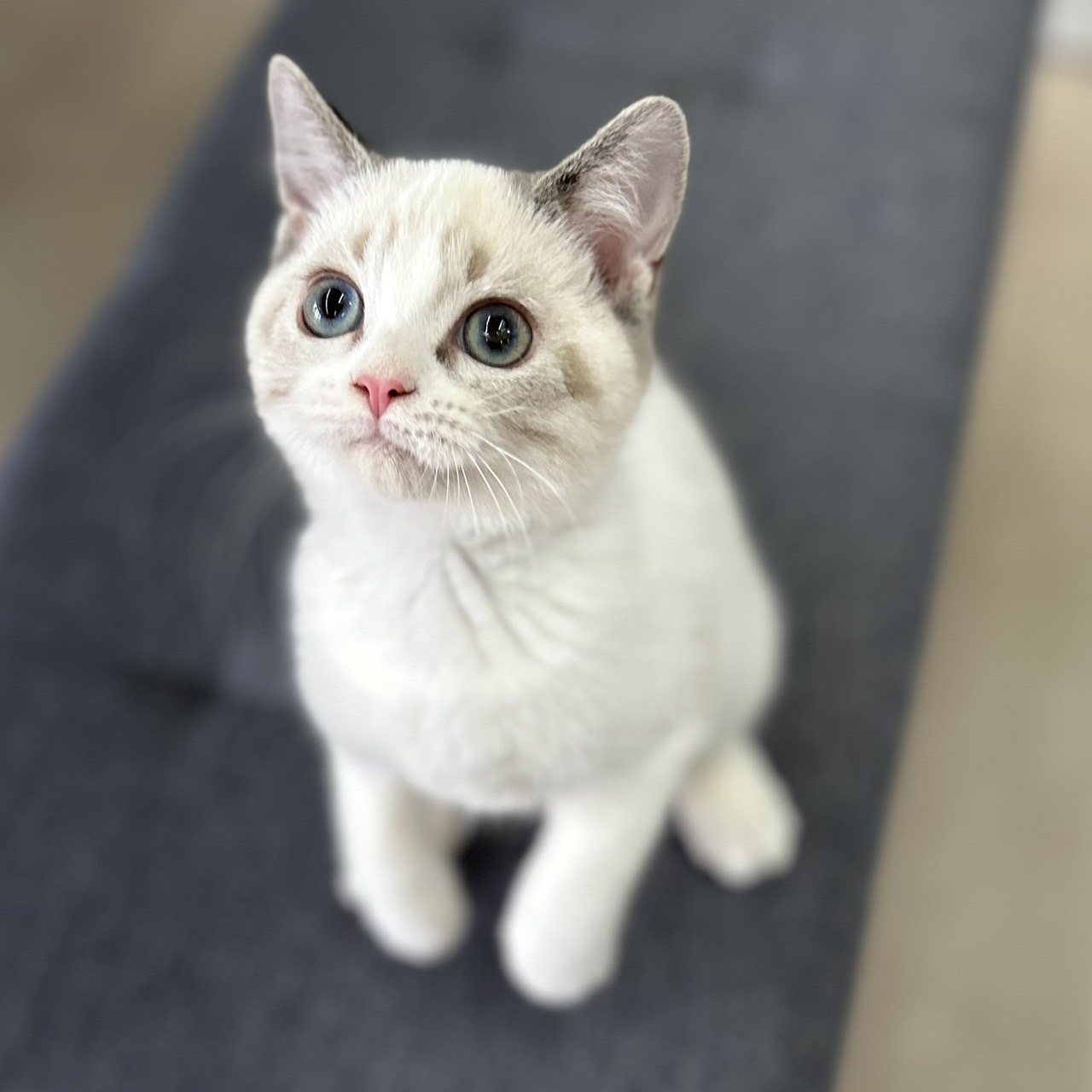 神奈川県のスコティッシュフォールド (にゃんこハウスPAW/2025年8月23日生まれ/女の子/ブルーポイント)の子猫の4枚目の画像