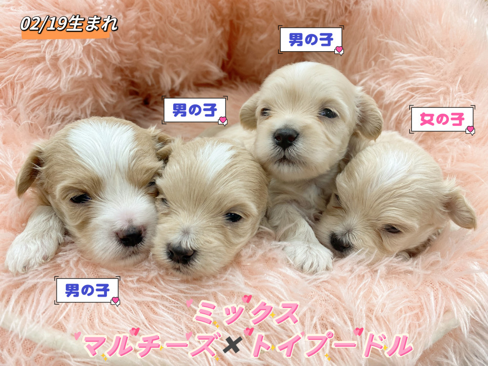 新潟県のマルプー(マルチーズ×プードル) (竹内ペット 新津本店/2026年2月19日生まれ/男の子/クリーム)の子犬の1枚目の画像