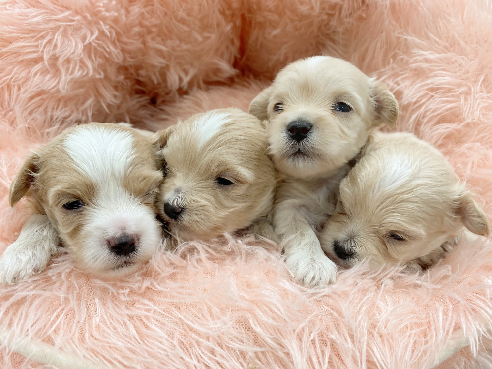 新潟県のマルプー(マルチーズ×プードル) (竹内ペット 新津本店/2026年2月19日生まれ/男の子/クリーム)の子犬の2枚目の画像