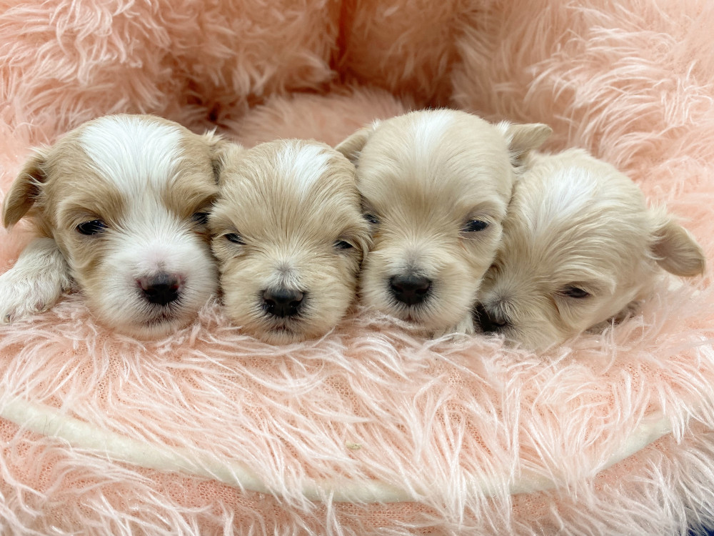 新潟県のマルプー(マルチーズ×プードル) (竹内ペット 新津本店/2026年2月19日生まれ/男の子/クリーム)の子犬の3枚目の画像