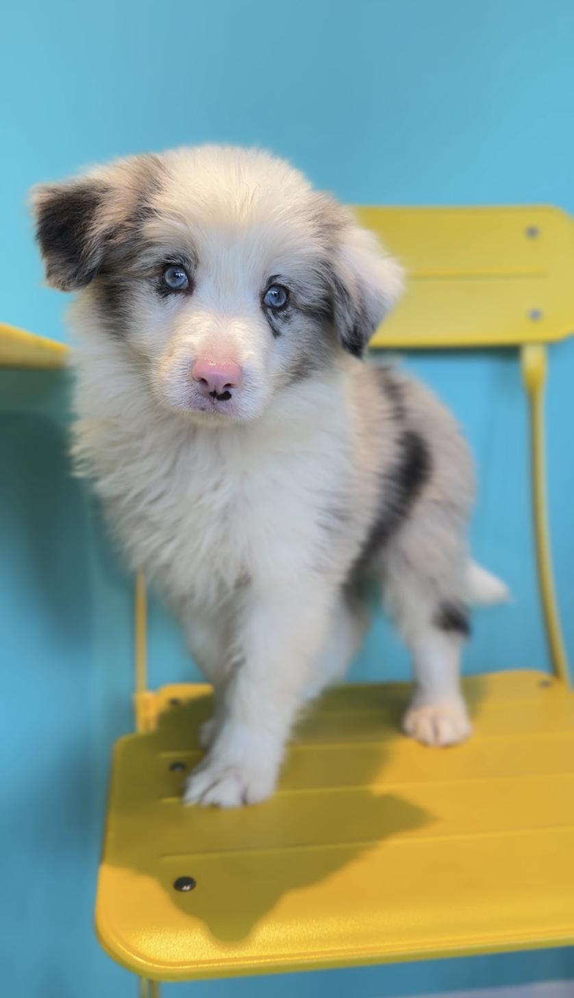 埼玉県のボーダーコリー (PET SHOP Tiny tales/2025年8月8日生まれ/男の子/ブルーマール)の子犬の1枚目の画像