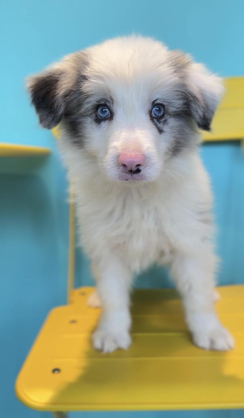 埼玉県のボーダーコリー (PET SHOP Tiny tales/2025年8月8日生まれ/男の子/ブルーマール)の子犬の2枚目の画像
