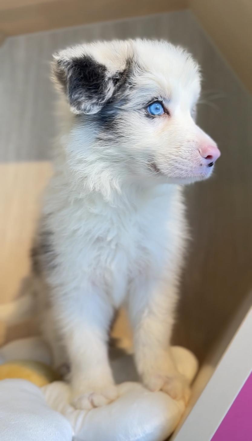 埼玉県のボーダーコリー (PET SHOP Tiny tales/2025年8月8日生まれ/男の子/ブルーマール)の子犬の3枚目の画像