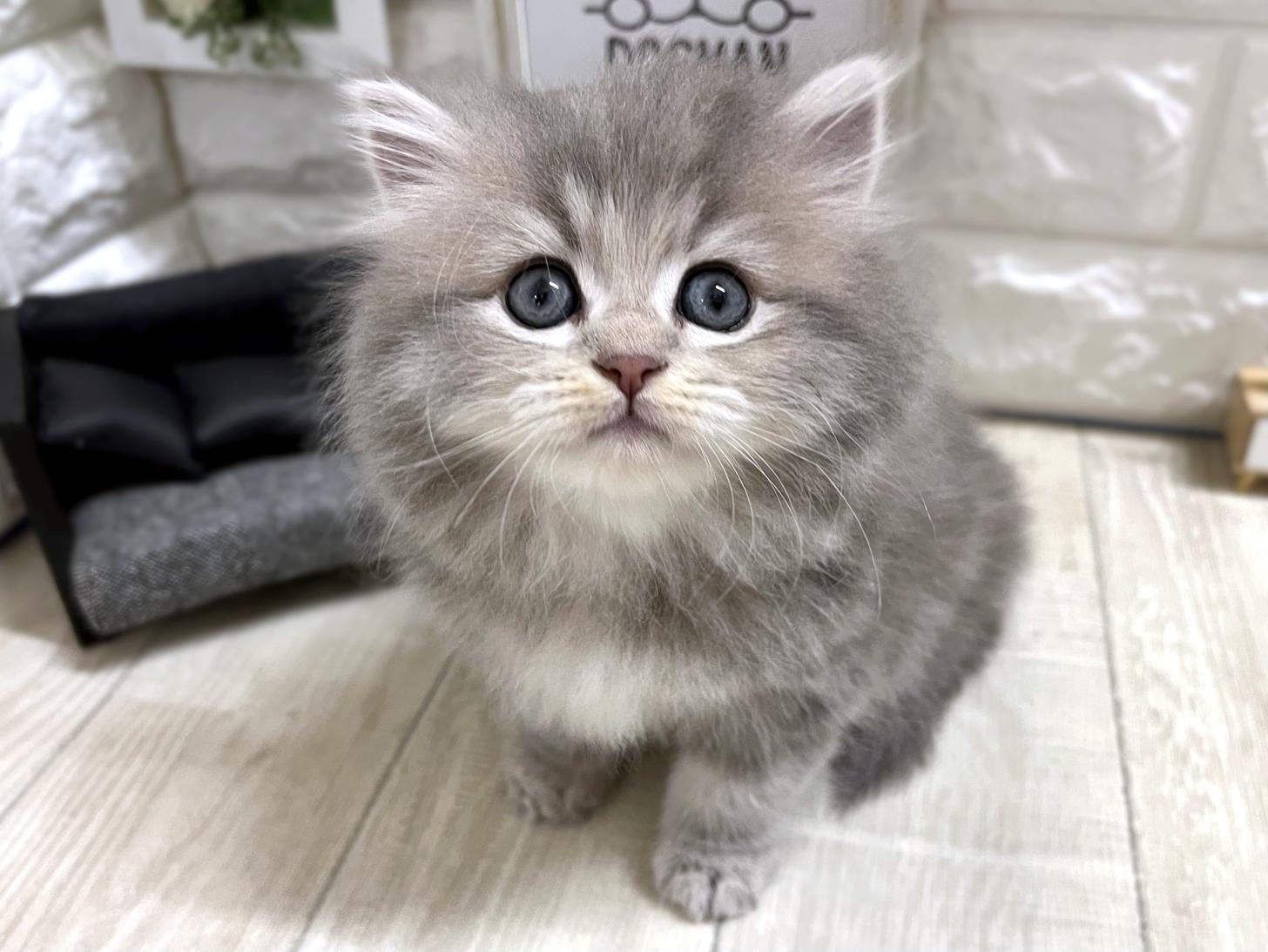 大阪府のマンチカン (DOGMAN平野瓜破店/2026年2月16日生まれ/女の子/ブルータビー)の子猫の1枚目の画像