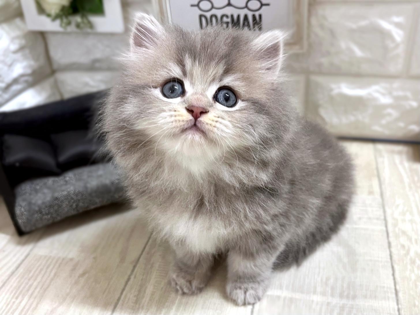 大阪府のマンチカン (DOGMAN平野瓜破店/2026年2月16日生まれ/女の子/ブルータビー)の子猫の2枚目の画像
