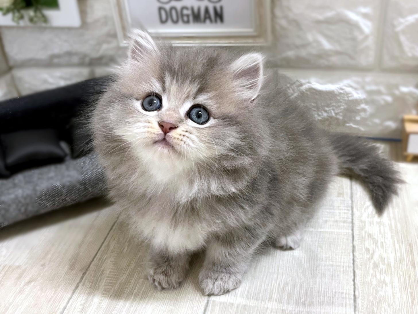 大阪府のマンチカン (DOGMAN平野瓜破店/2026年2月16日生まれ/女の子/ブルータビー)の子猫の3枚目の画像