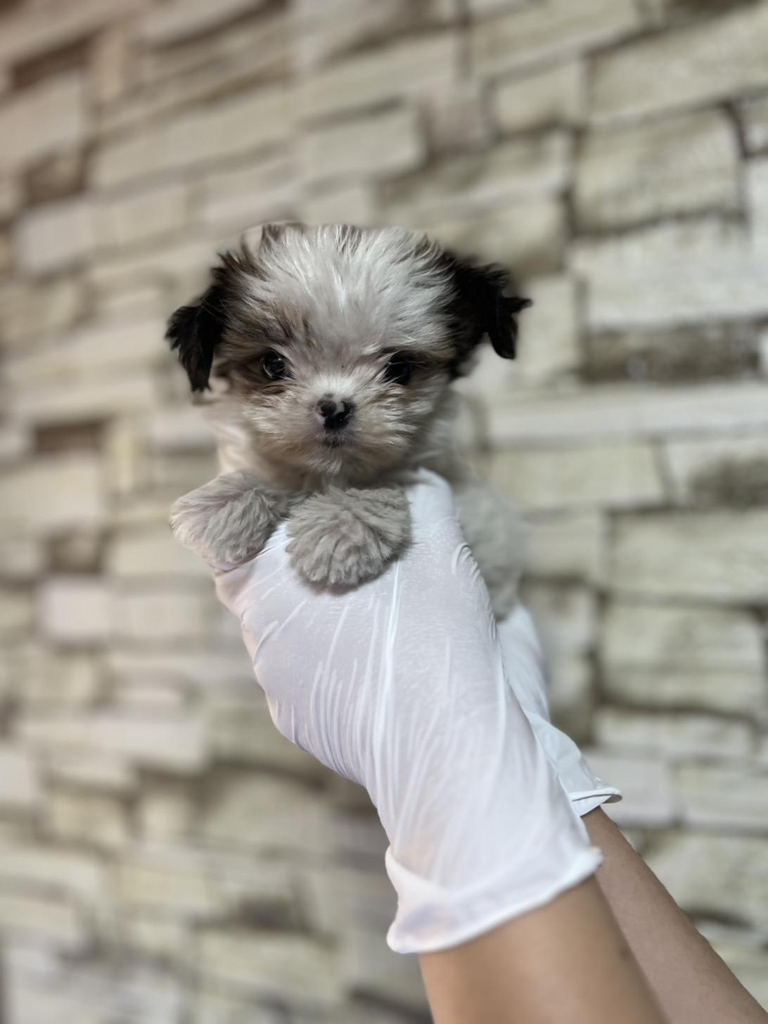 埼玉県のハーフ犬・ミックス犬 (ペッツスマイル南中野店/2025年4月28日生まれ/女の子/ホワイトゴールド)の子犬