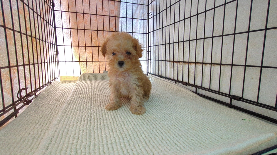 茨城県のマルプー(マルチーズ×プードル) (ペットショップスズキ/2026年1月10日生まれ/女の子/クリーム)の子犬の1枚目の画像