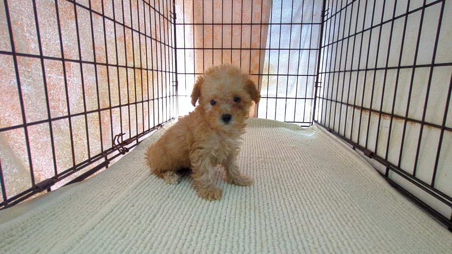 茨城県のマルプー(マルチーズ×プードル) (ペットショップスズキ/2026年1月10日生まれ/女の子/クリーム)の子犬の2枚目の画像