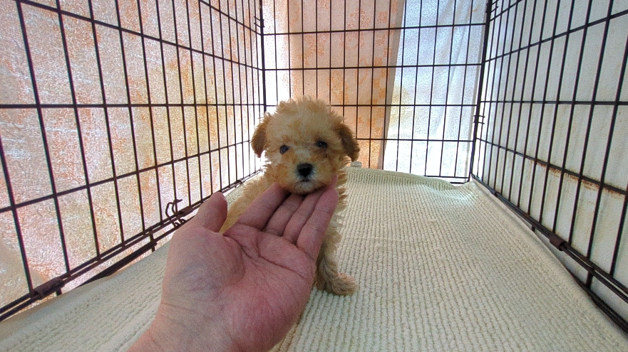 茨城県のマルプー(マルチーズ×プードル) (ペットショップスズキ/2026年1月10日生まれ/女の子/クリーム)の子犬の3枚目の画像