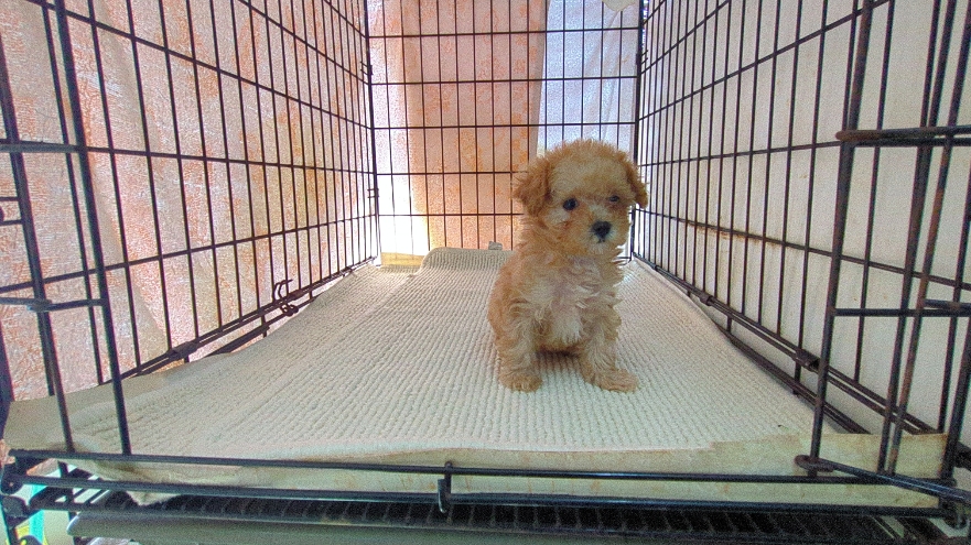 茨城県のマルプー(マルチーズ×プードル) (ペットショップスズキ/2026年1月10日生まれ/女の子/クリーム)の子犬の4枚目の画像