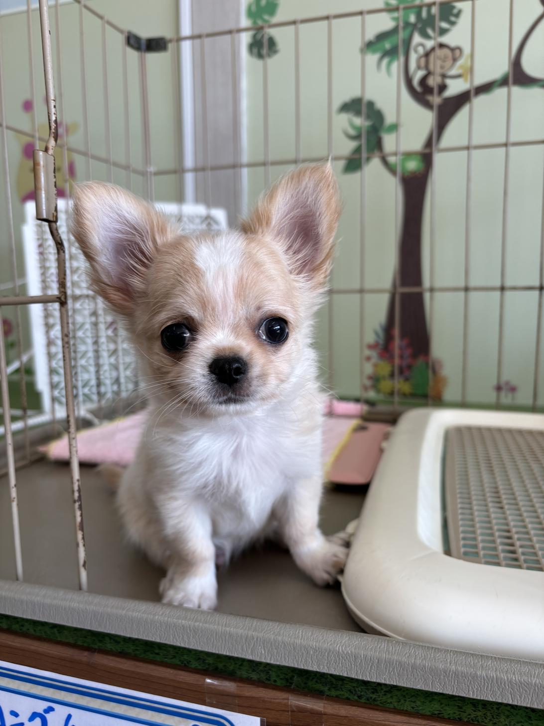 愛知県のチワワ(ロング) (子いぬの足あと/2024年9月17日生まれ/男の子/クリームホワイト)の子犬