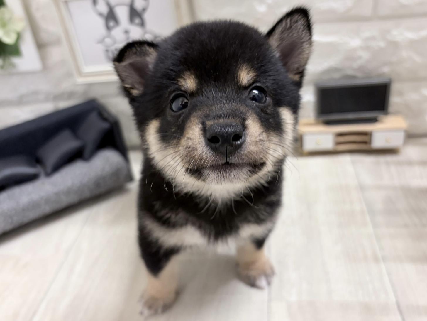 大阪府の豆柴 (DOGMAN平野瓜破店/2026年6月8日生まれ/男の子/黒)の子犬の1枚目の画像