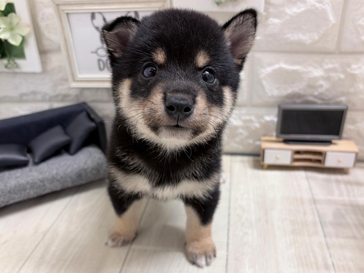 大阪府の豆柴 (DOGMAN平野瓜破店/2026年6月8日生まれ/男の子/黒)の子犬の2枚目の画像