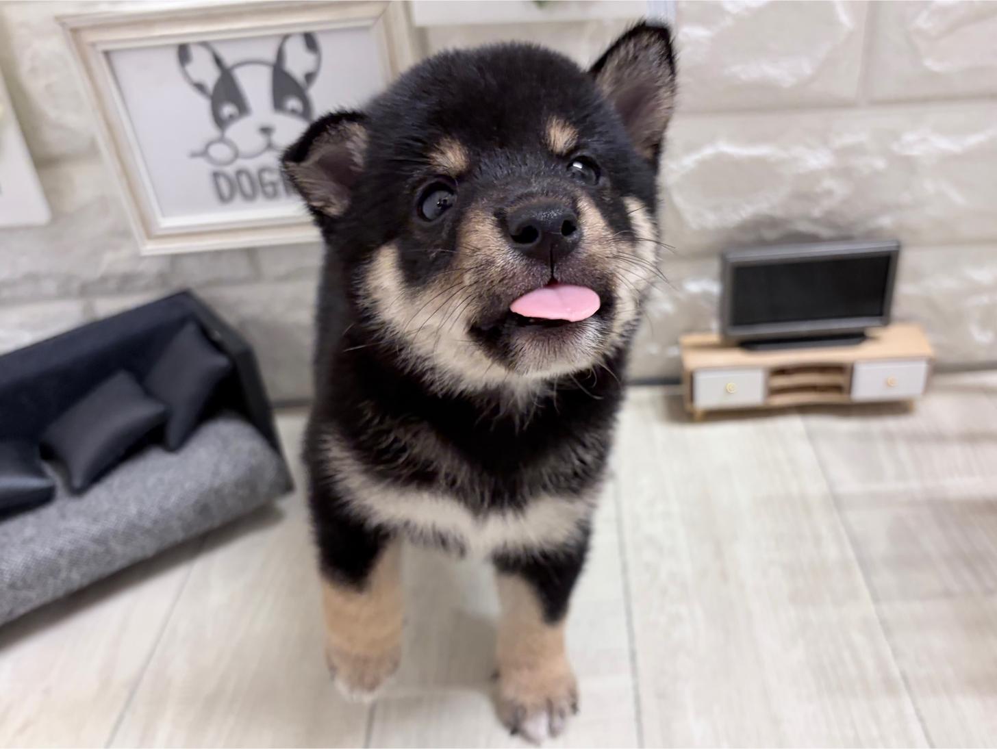 大阪府の豆柴 (DOGMAN平野瓜破店/2026年6月8日生まれ/男の子/黒)の子犬の3枚目の画像