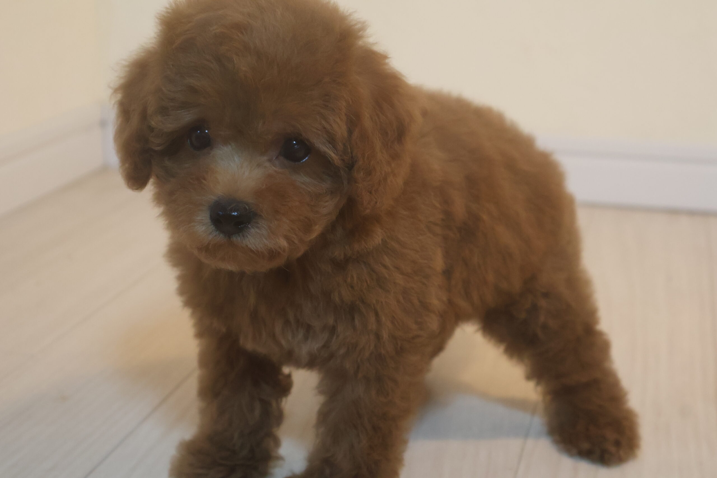 広島県のトイプードル(トイ) (アイカドールかも/2026年7月30日生まれ/男の子/アプリコット)の子犬の2枚目の画像
