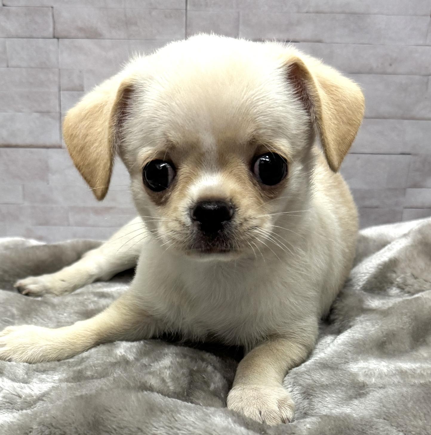 岐阜県のチワワ(スムース) (ペットプラザ岐阜店/2026年5月3日生まれ/男の子/クリーム)の子犬