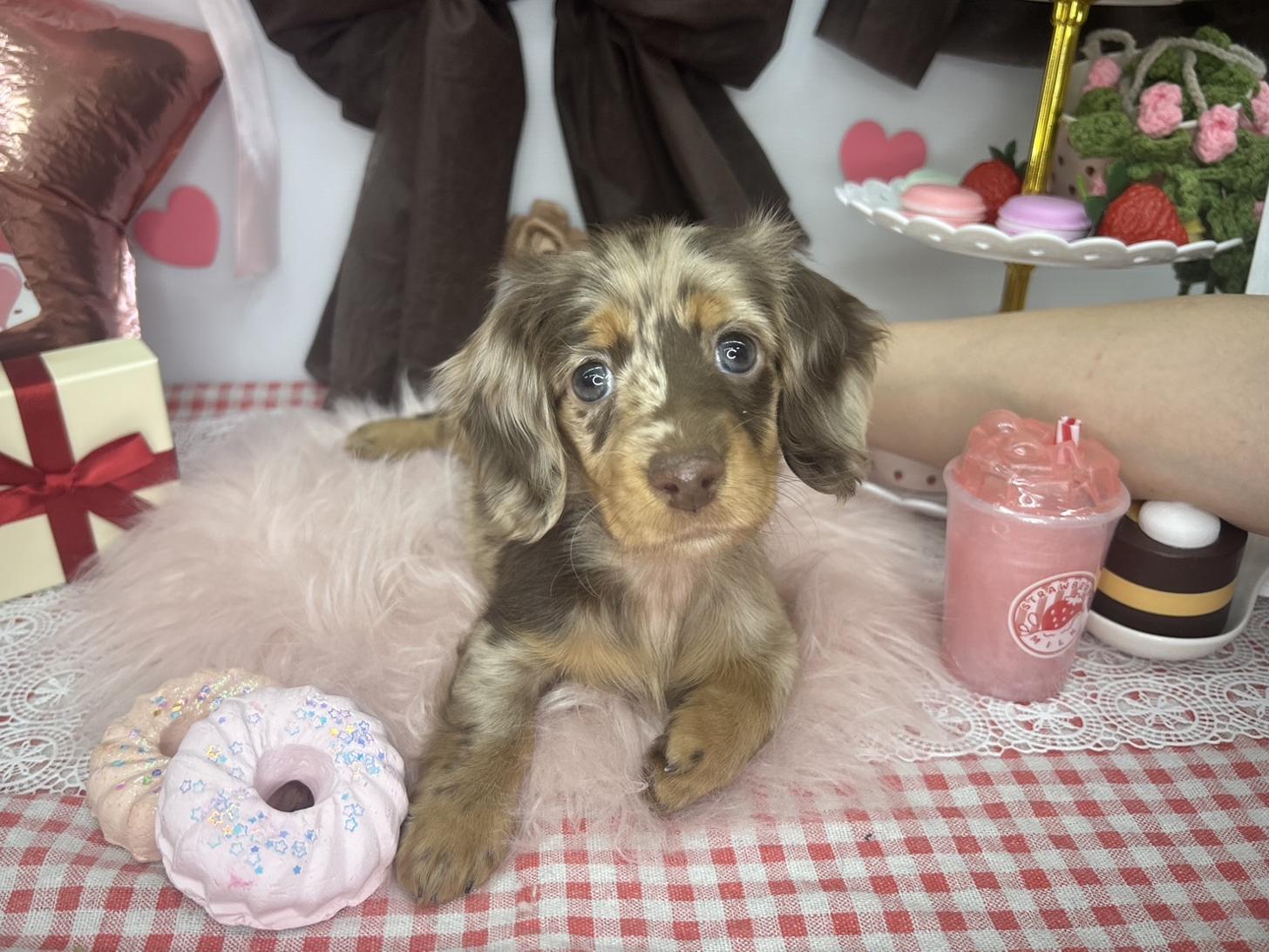 北海道のミニチュアダックスフンド(ロング) (ラブワンコ カインズ大曲店/2025年12月6日生まれ/女の子/チョコレートダップル)の子犬の1枚目の画像