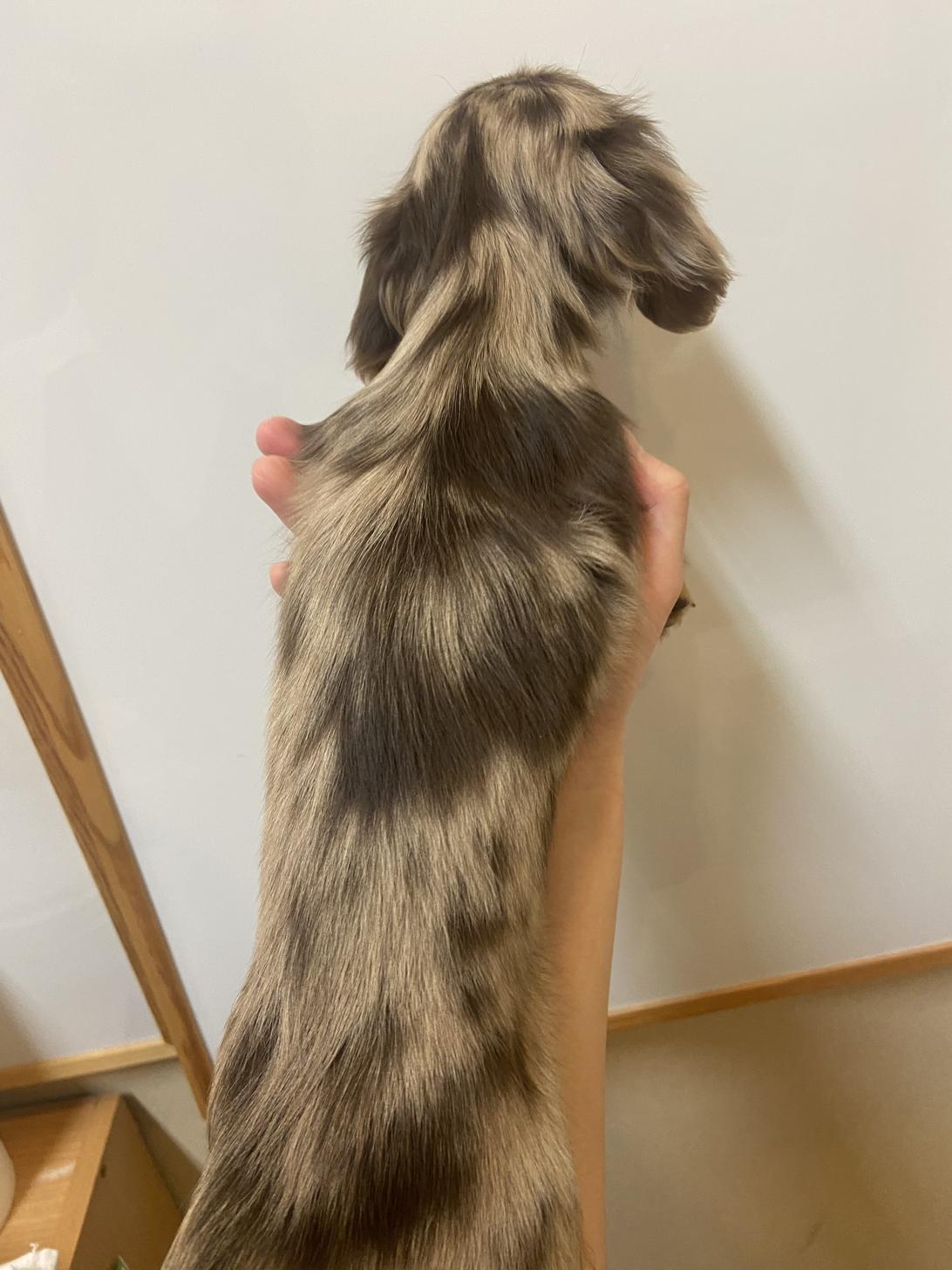 北海道のミニチュアダックスフンド(ロング) (ラブワンコ カインズ大曲店/2025年12月6日生まれ/女の子/チョコレートダップル)の子犬の2枚目の画像