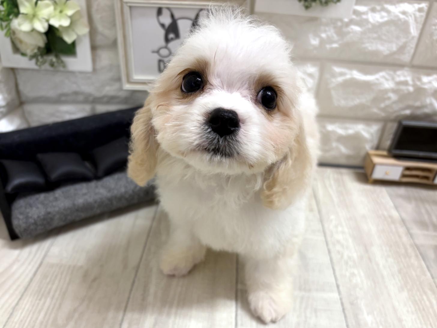大阪府のハーフ犬・ミックス犬 (DOGMAN平野瓜破店/2026年5月5日生まれ/男の子/クリームホワイト)の子犬の1枚目の画像
