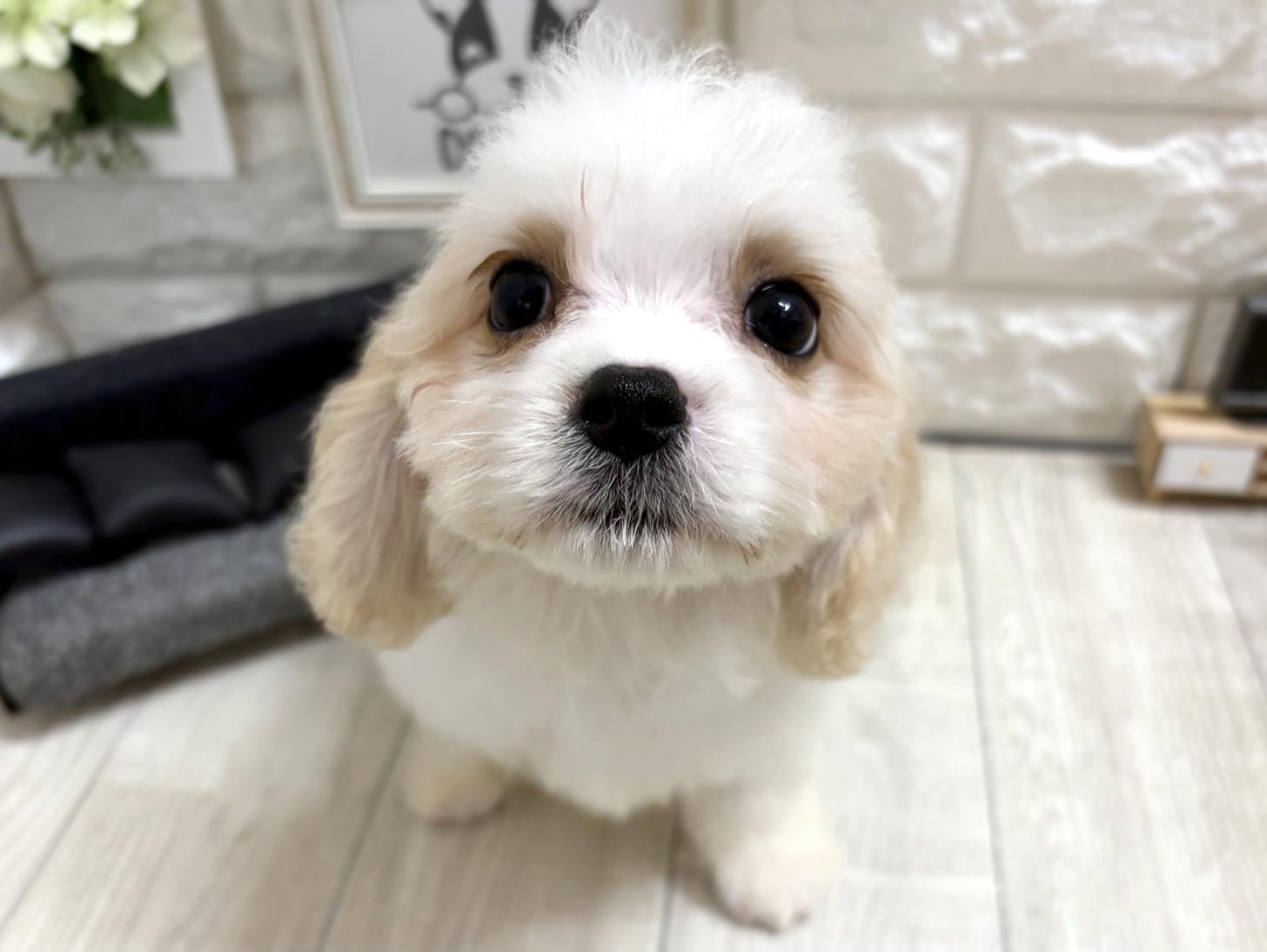 大阪府のハーフ犬・ミックス犬 (DOGMAN平野瓜破店/2026年5月5日生まれ/男の子/クリームホワイト)の子犬の2枚目の画像